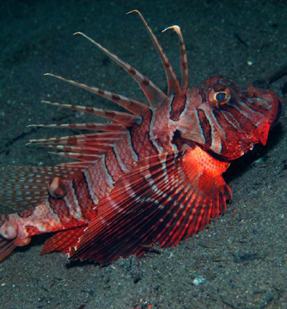 Fish